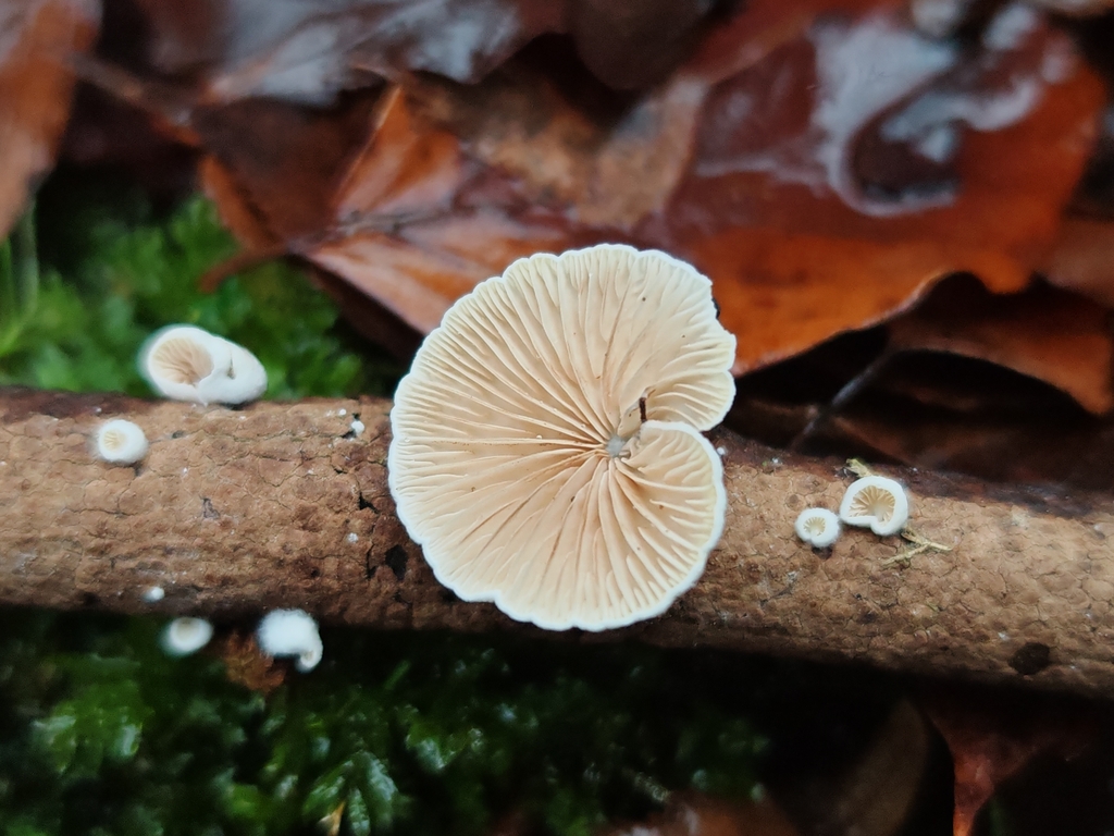 Crepidotus cesatii · December 2025 · photo: © maiglocke (iNaturalist, cc-by-nc)