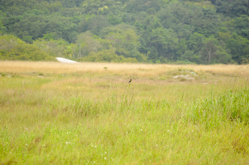 Yellow-mantled Widowbird