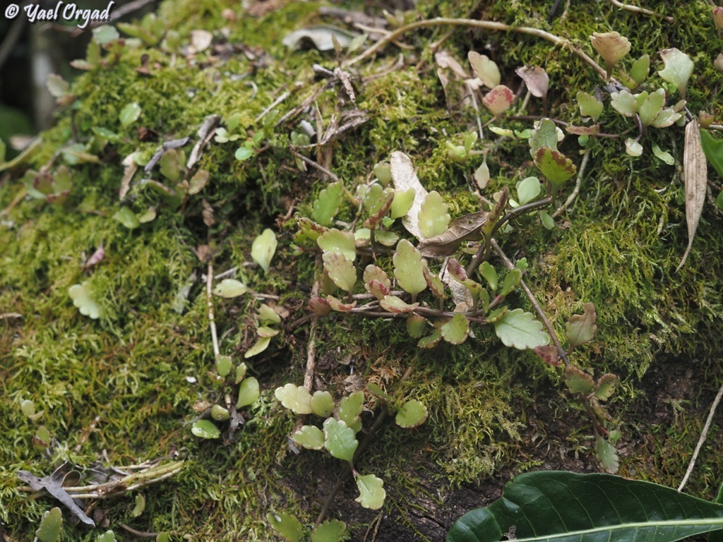 Kitchingia gracilipes Baker