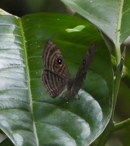 Mesosemia cippus