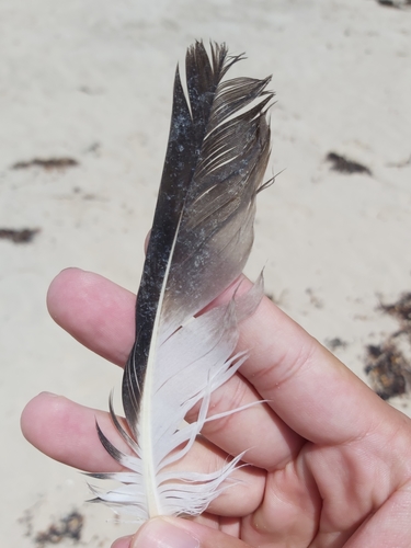 Plume de Labbe pomarin