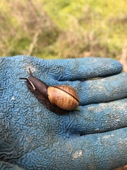 Helminthoglypta arrosa