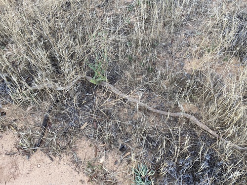 Mulga Snake sighting