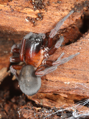 Amaurobioidea