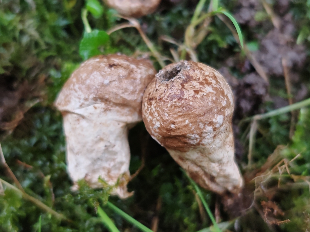 Apioperdon pyriforme · December 2025 · photo: © maiglocke (iNaturalist, cc-by-nc)