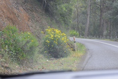 Senecio linearifolius