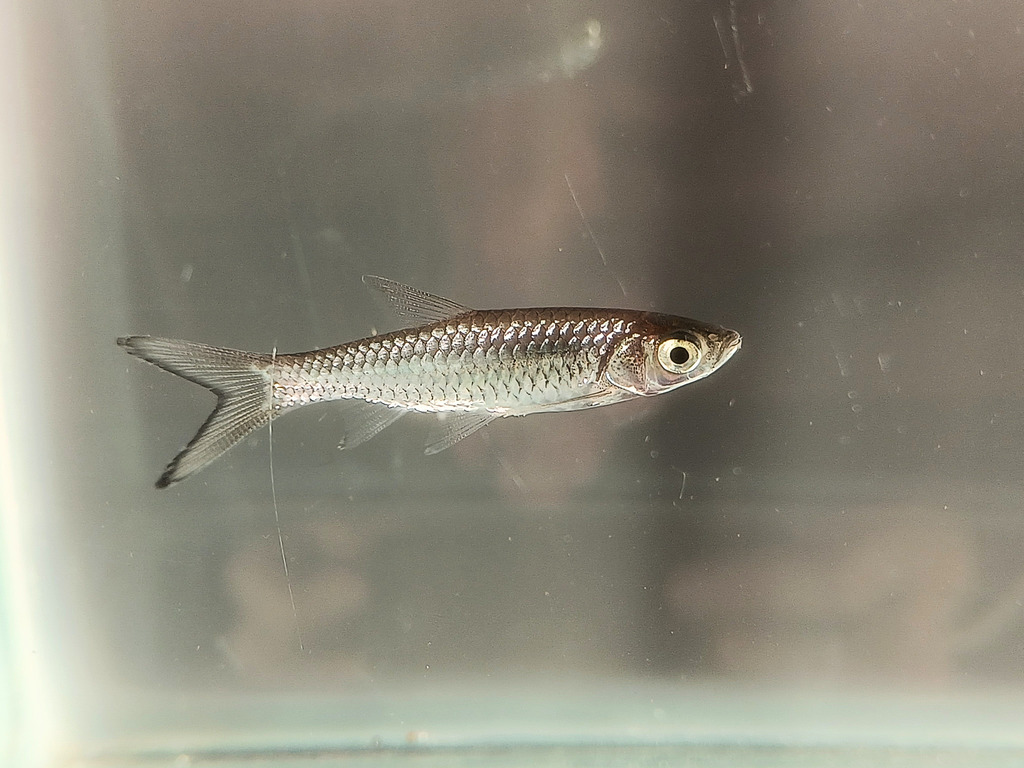 rasbora (Rasbora myersi)