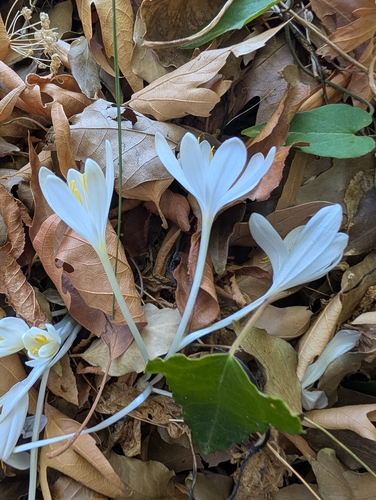 Colchicum troodi