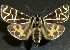 Apantesis nevadensis