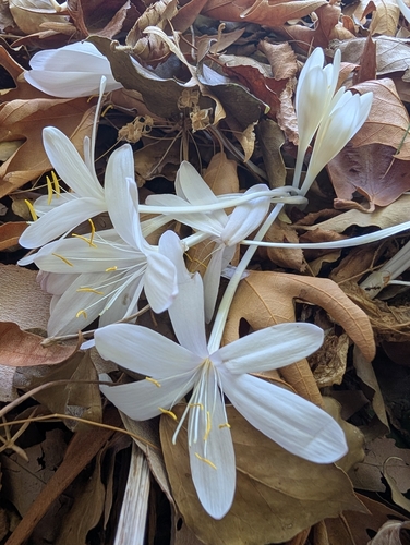 Colchicum troodi