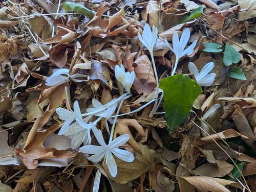 Colchicum troodi