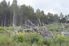 Senecio linearifolius