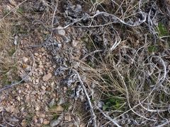 Mirabilis multiflora pubescens