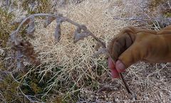 Mirabilis multiflora pubescens