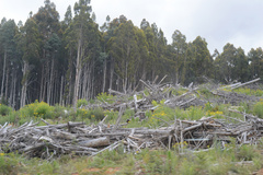 Senecio linearifolius