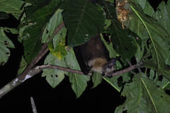 Great Flying Fox photo 2