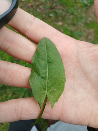 Common Sorrel
