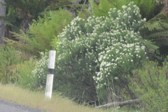 Cassinia aculeata aculeata