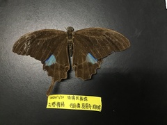 Papilio hermosanus