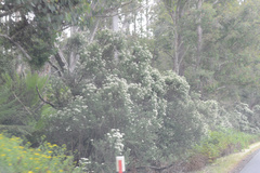 Cassinia aculeata aculeata