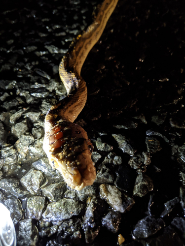 Australian Scrub Python sighting