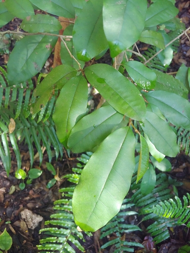 Chrysophyllum argenteum