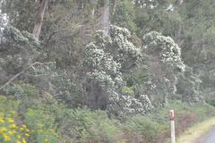 Cassinia aculeata aculeata