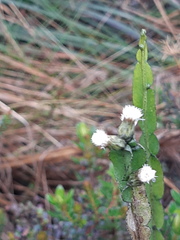 Baccharis genistelloides
