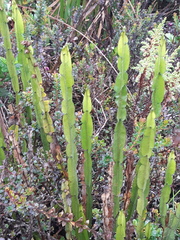 Baccharis genistelloides