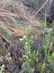Baccharis genistelloides