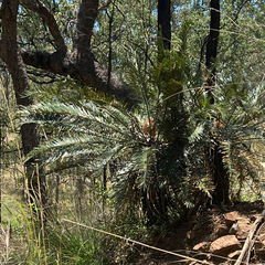 Cycas megacarpa