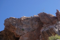 Perityle leptoglossa