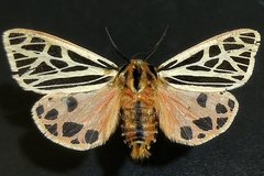Apantesis doris