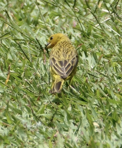 Saffron Finch