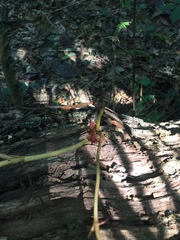 Erythrorchis altissima