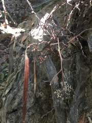 Erythrorchis altissima