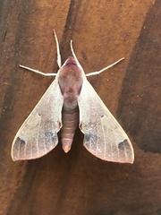 Afroclanis calcarea