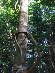 Erythrorchis altissima