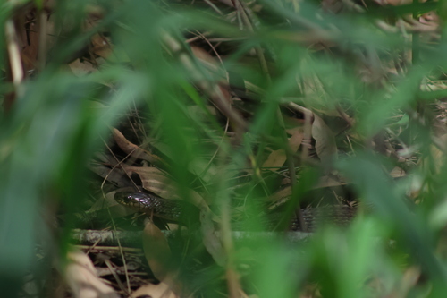 Common keelback sighting