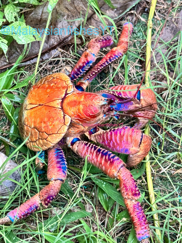 Coconut Crab