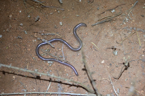 Prong-snouted Blind Snake sighting
