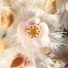 Verticordia inclusa