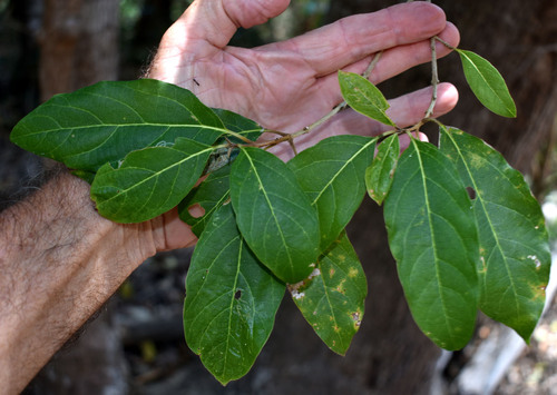 Gmelina fasciculiflora observed 2025-09-06