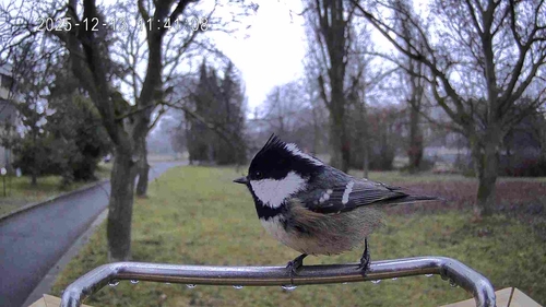 Carbonero garrapinos (Periparus ater)