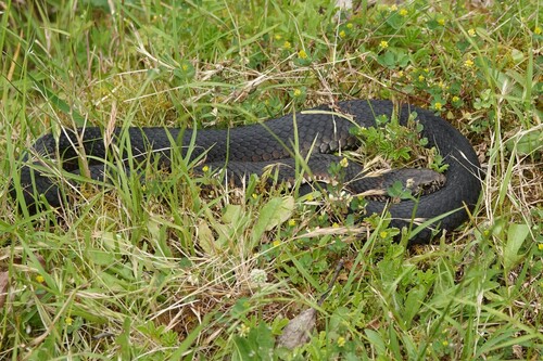 Lowlands Copperhead sighting
