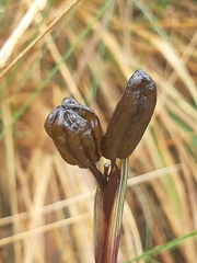 Sisyrinchium jamesonii