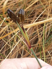 Sisyrinchium jamesonii