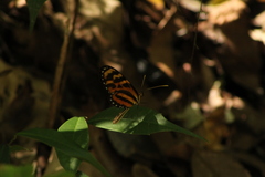 Mechanitis lysimnia utemaia