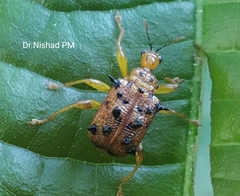 Hoplapoderus