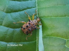 Hoplapoderus